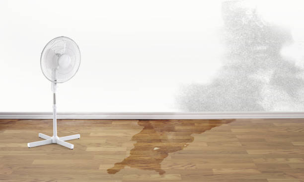 Best Professional water damage repair  in Caoncito, NM